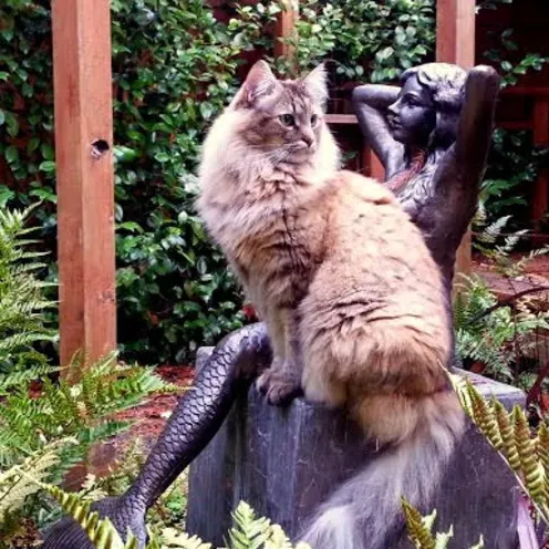 Fluffy cat perched on a mermaid sculpture in the garden 